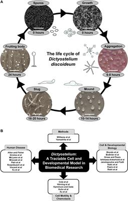 Editorial: Dictyostelium: A Tractable Cell and Developmental Model in Biomedical Research